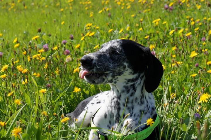 Hundewiese
