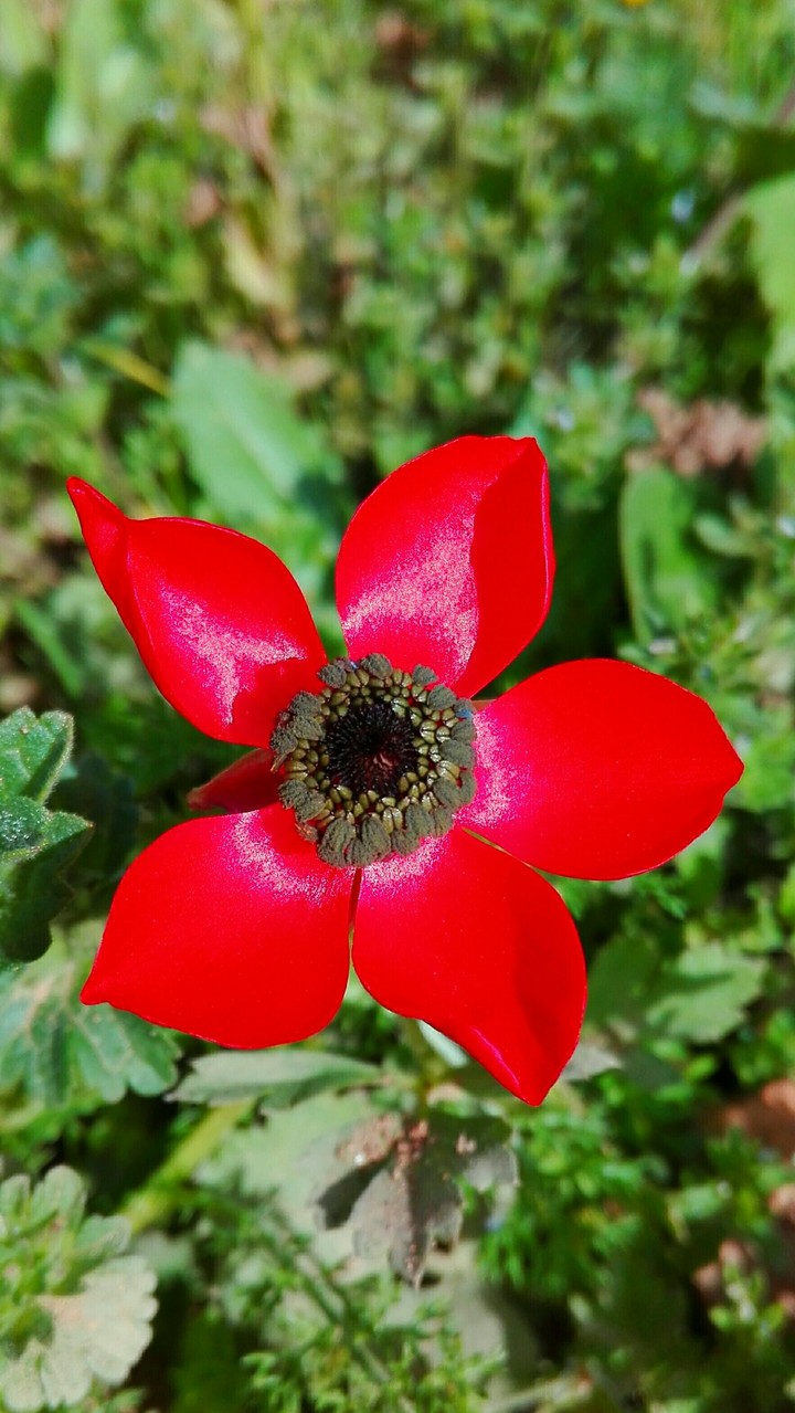 red
