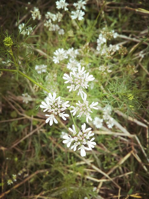 flower...