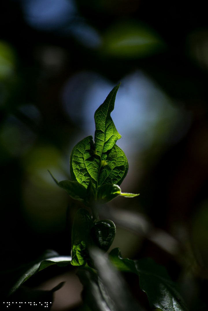 leaf