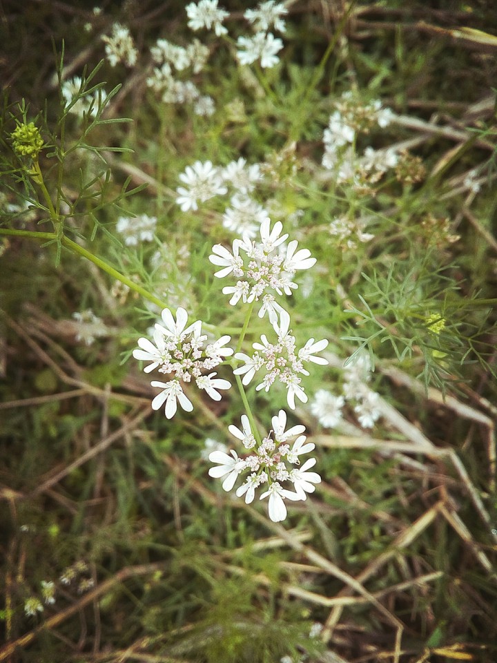 flower...