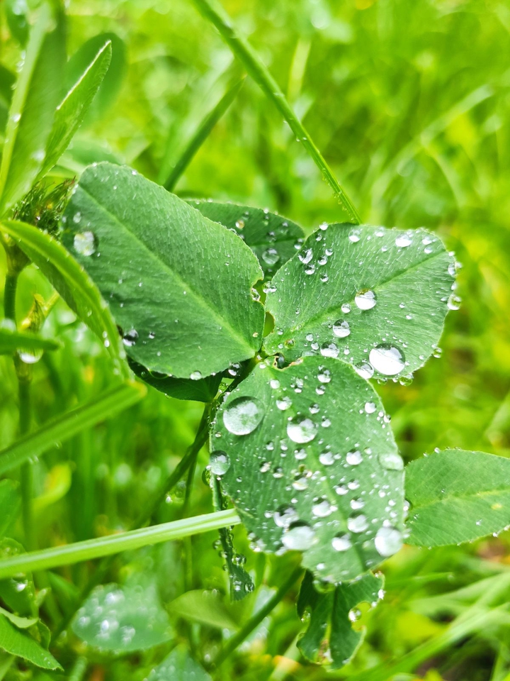 leaves in drops
