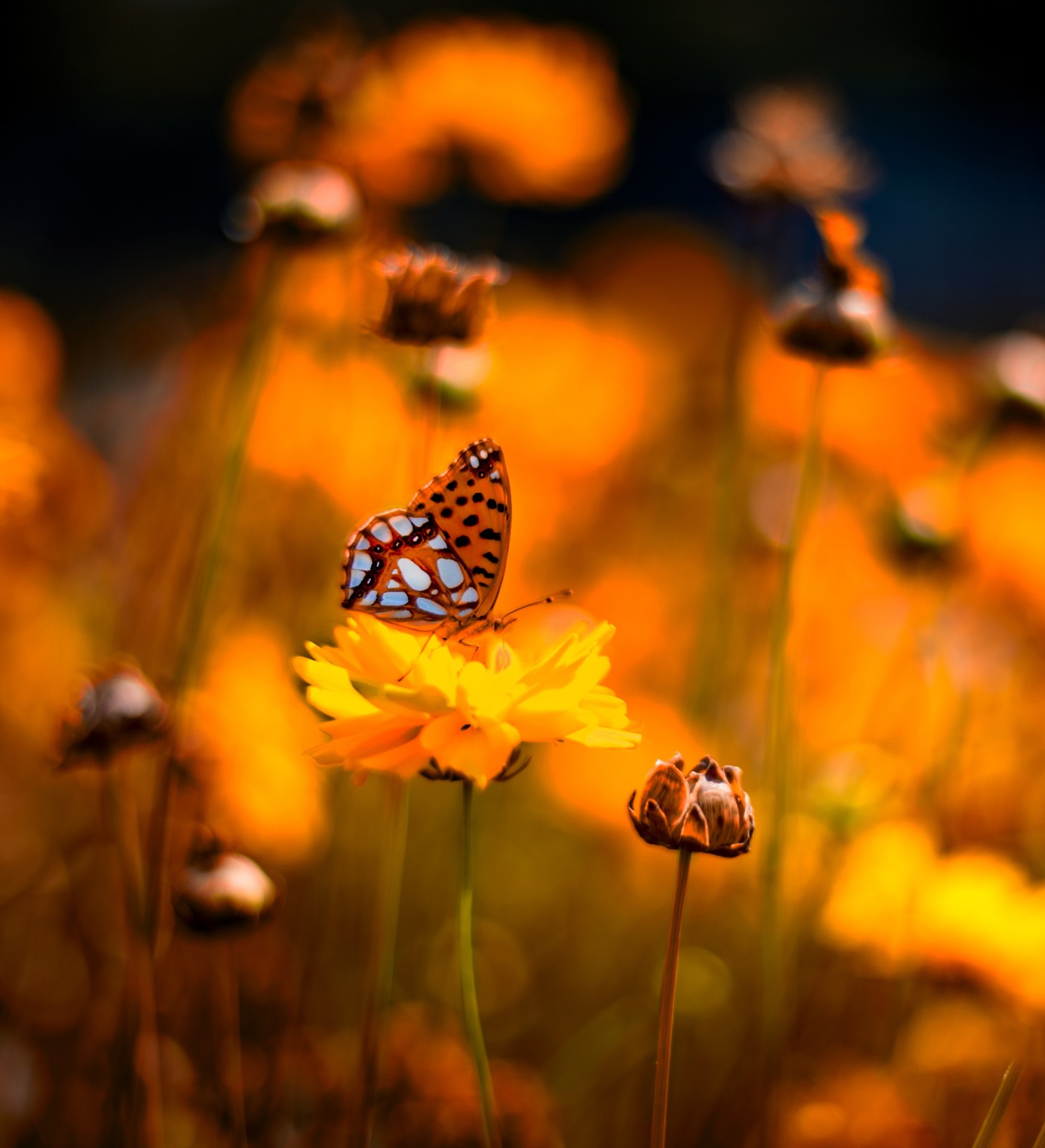butterfly