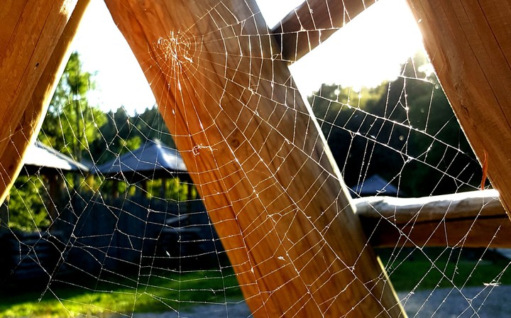 Spiderweb