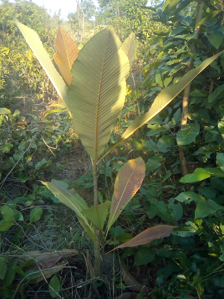 tree