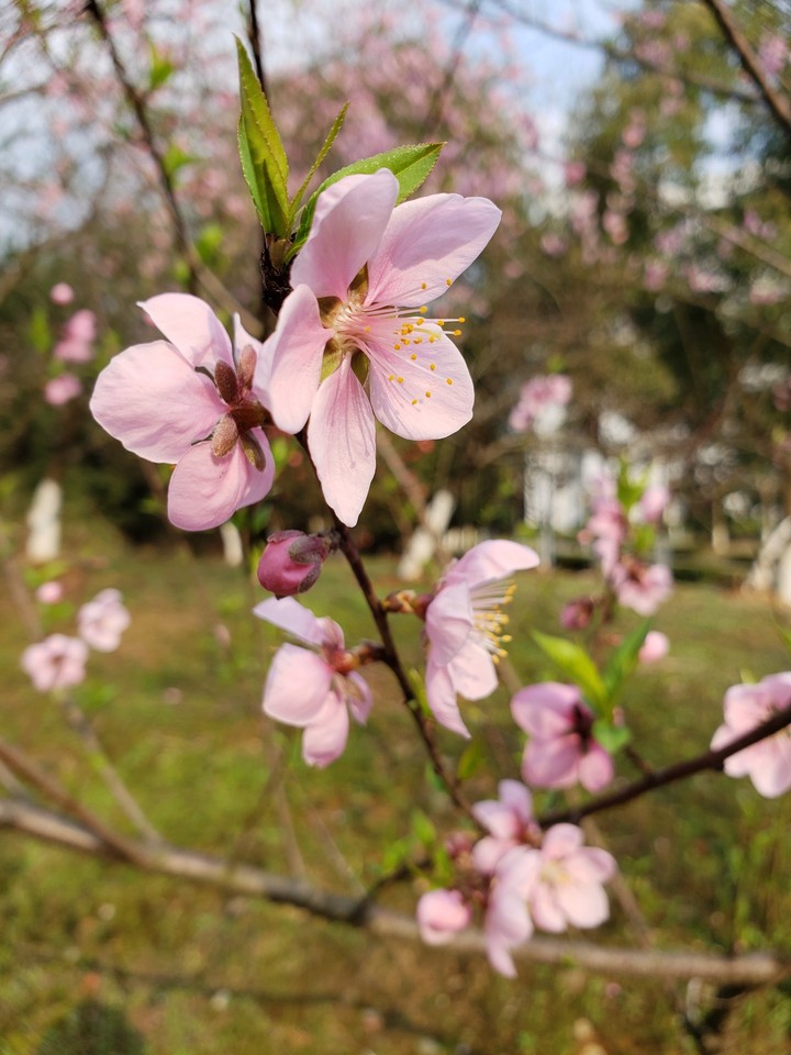Peach blossoms