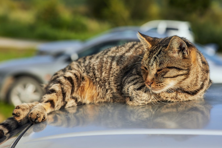 resting