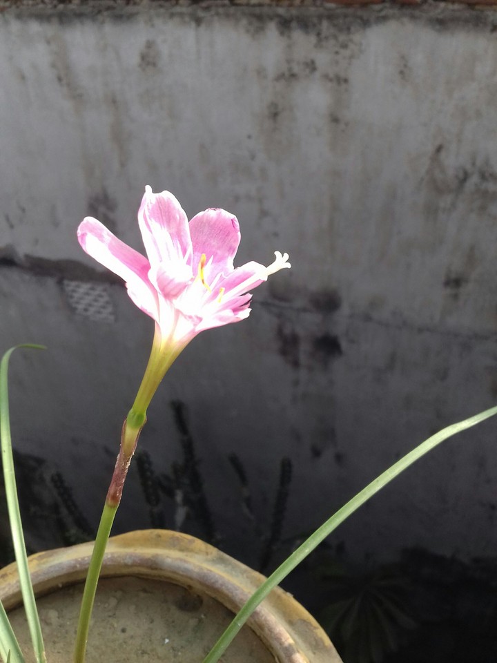 Grass Flower