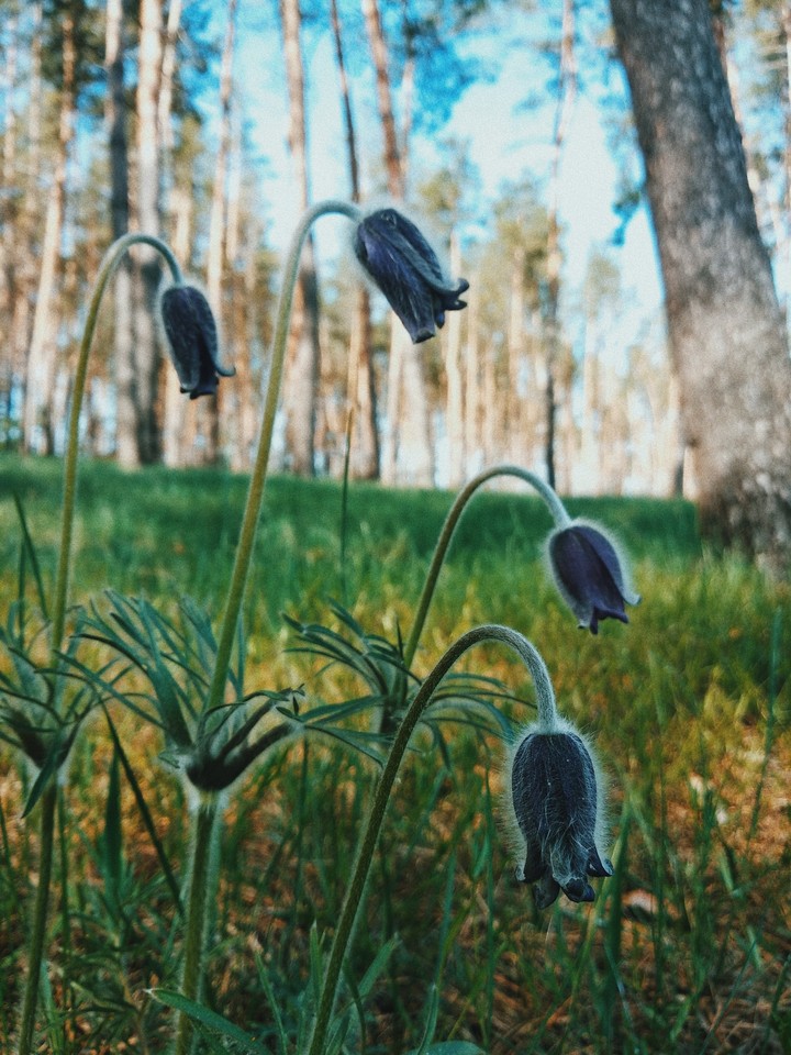 Flower ?