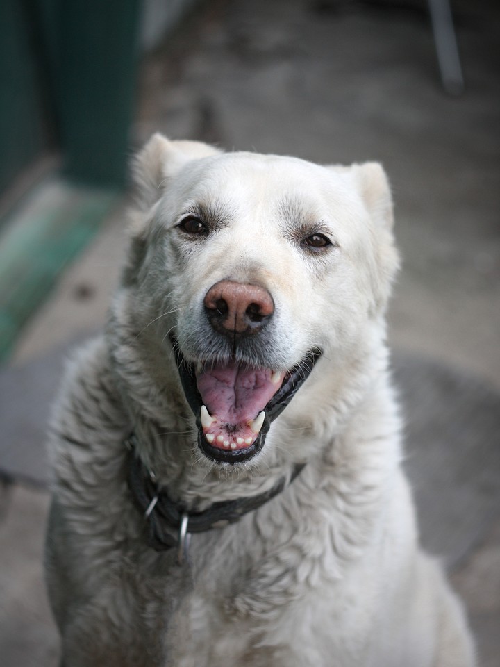 My dog