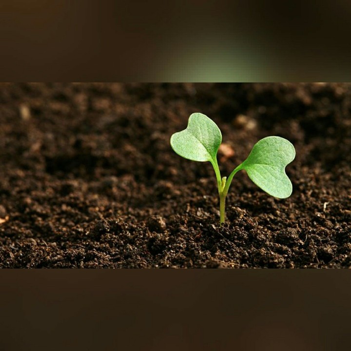 Seeds Fidana