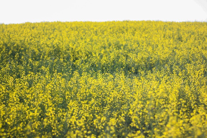 Rape flower