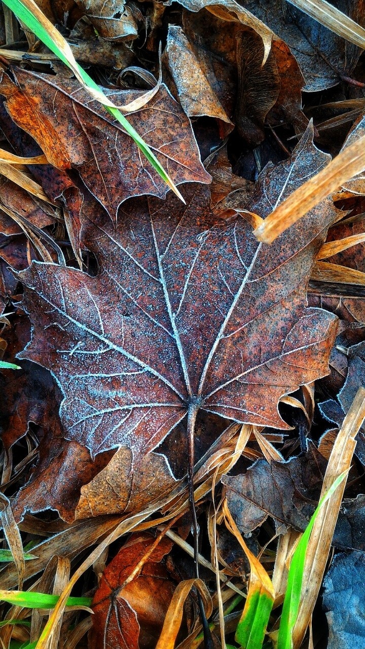 Leaf in hoarfrost