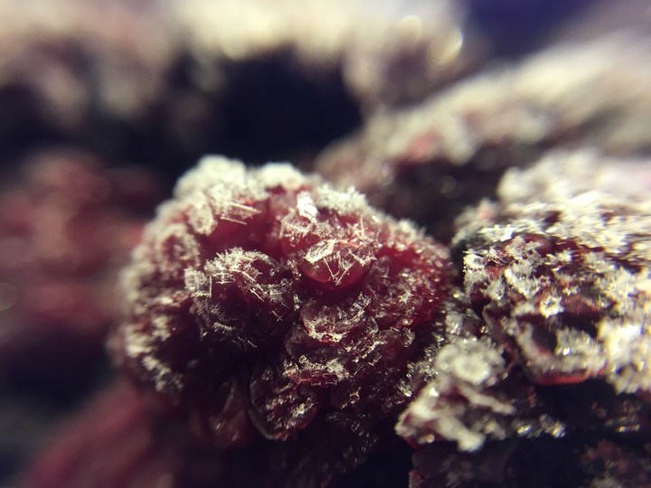 snow berry