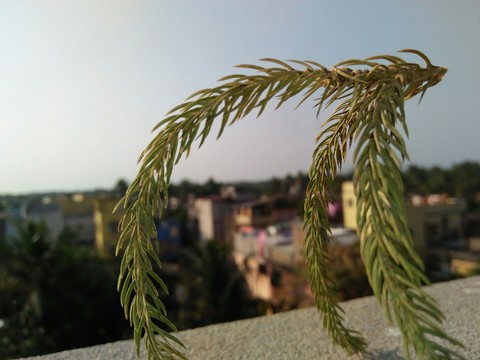 обои grass, arecales