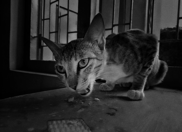 ❤...Life Is Better With Cats...