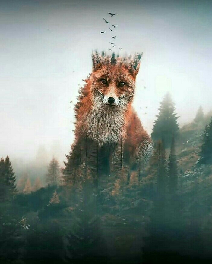 forest
