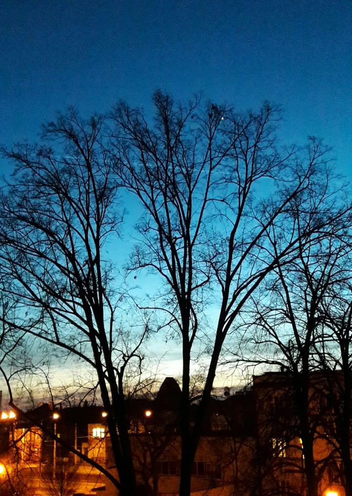 Black tree