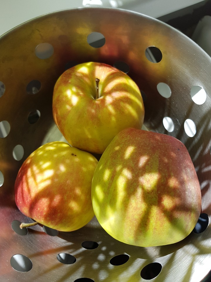 Äpfel