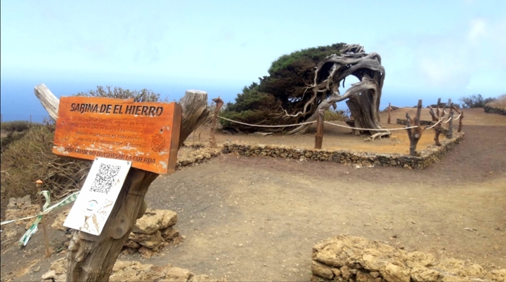 Sabina de el Hierro
