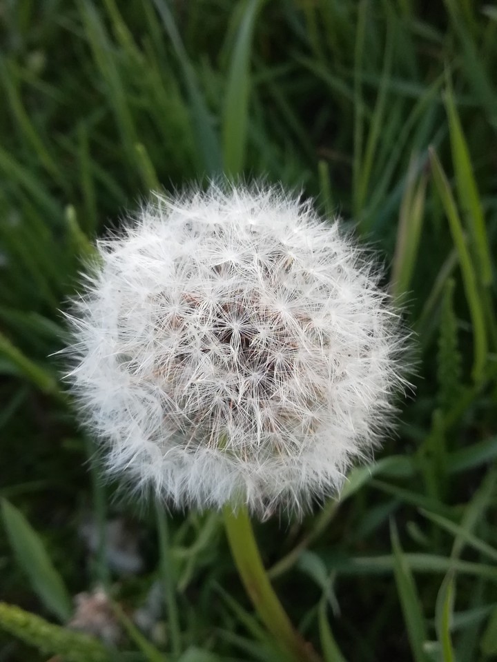 dandelion