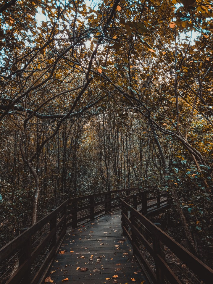 Bridge