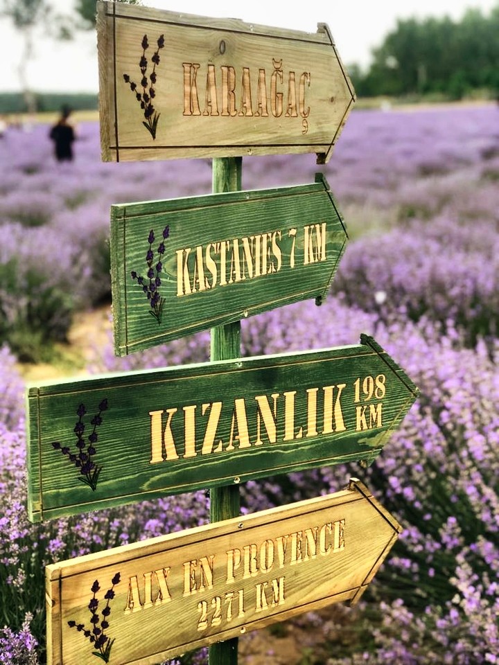 karaağaç lavanta