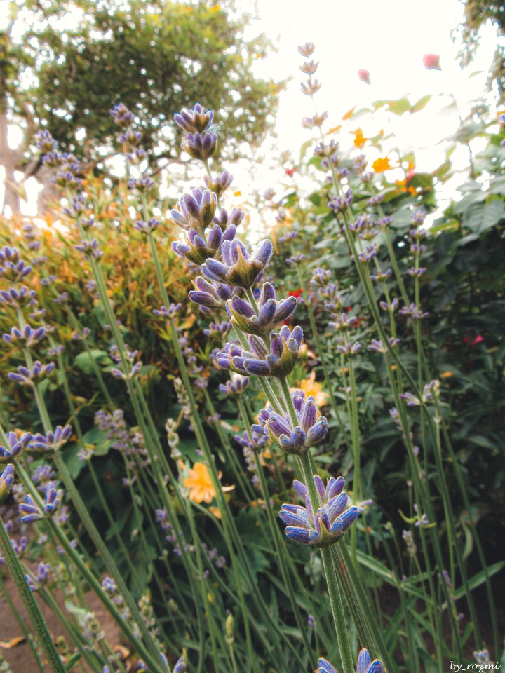 lavender