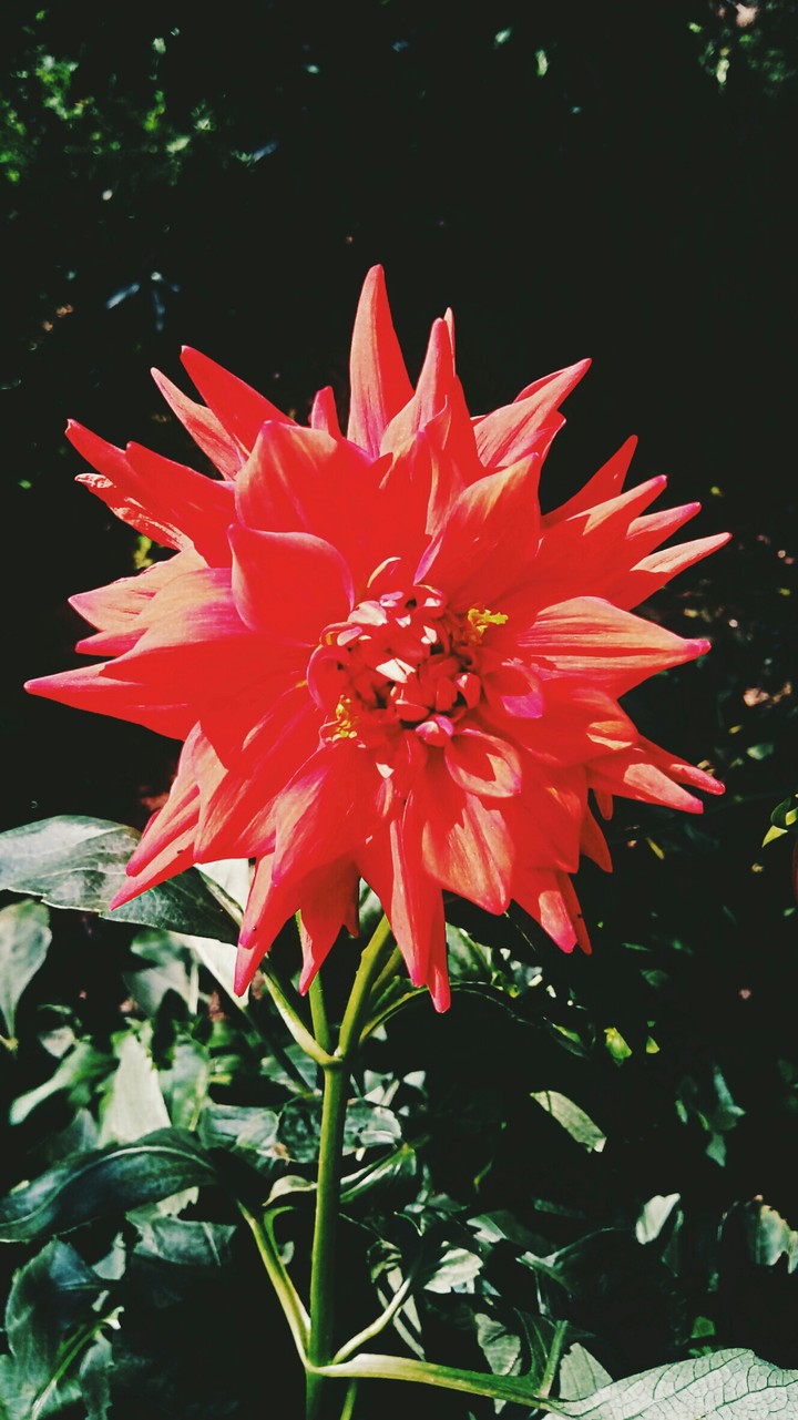 red