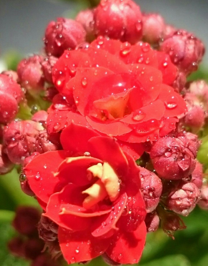 flower
