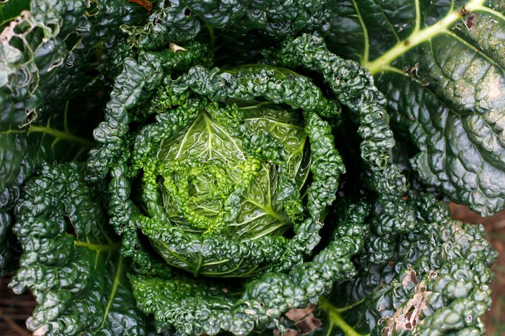 Vegetable