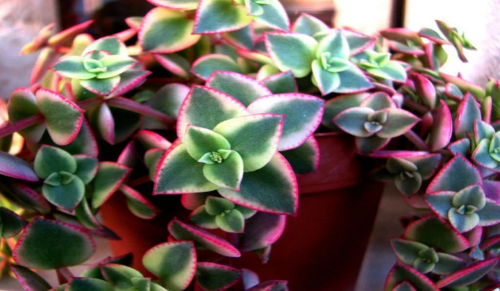 Flor