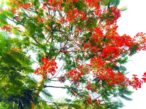 mountain-ash, red壁紙