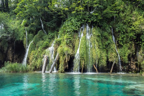 fondos de pantalla plant, waterfall