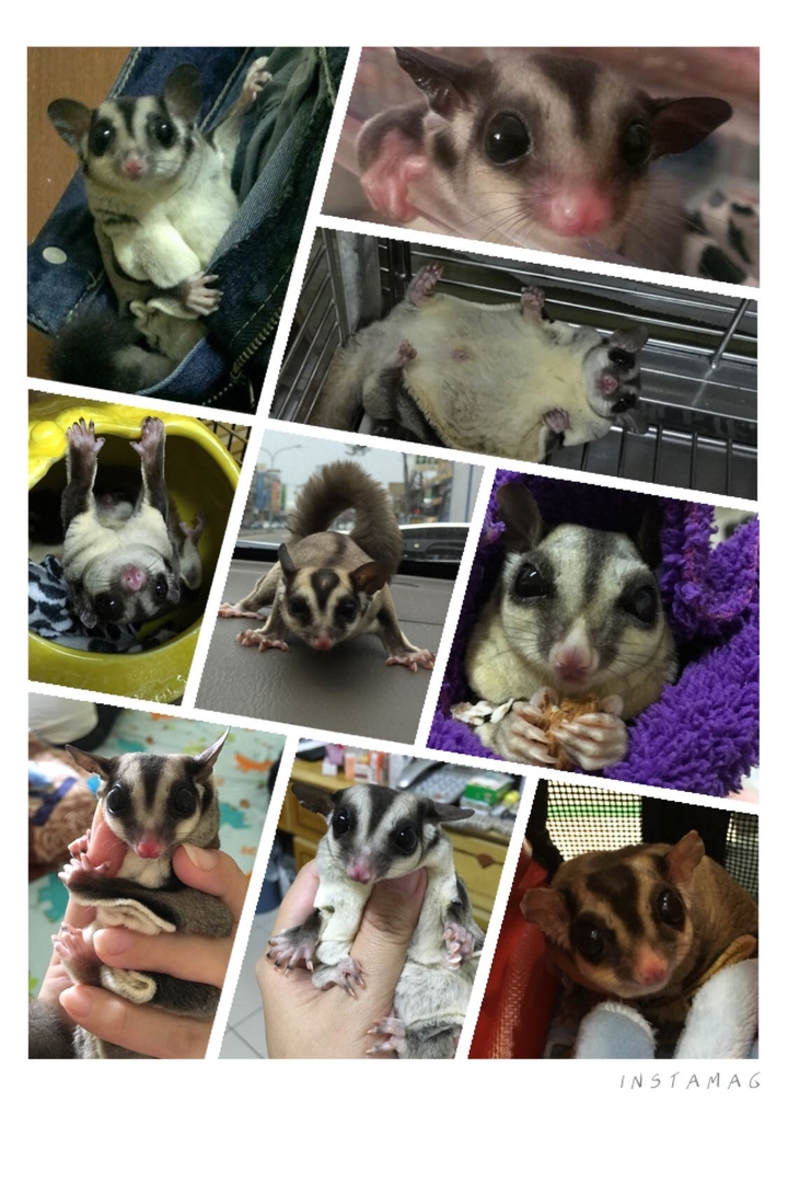 sugar glider 蜜袋鼯