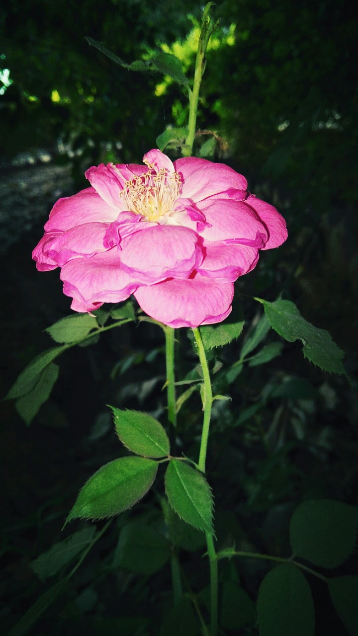 difriunt rose