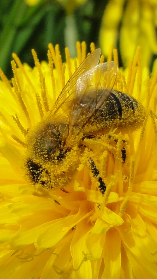 Bee at work