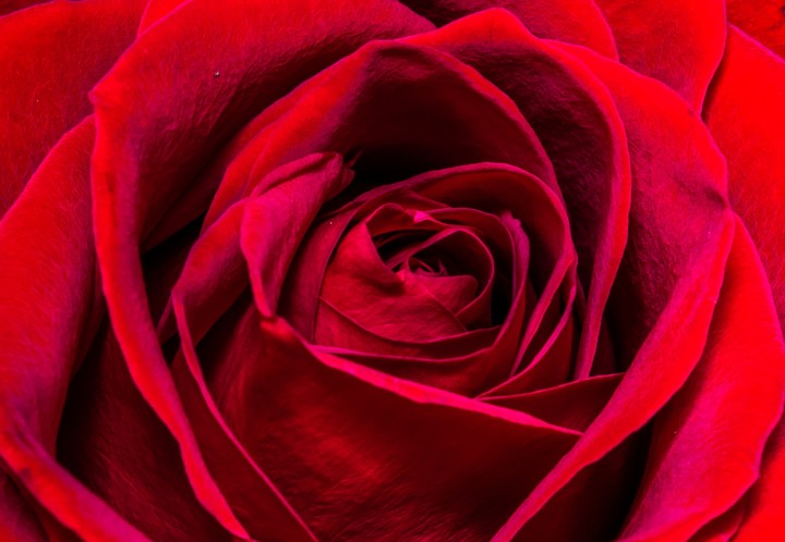 Single Rose