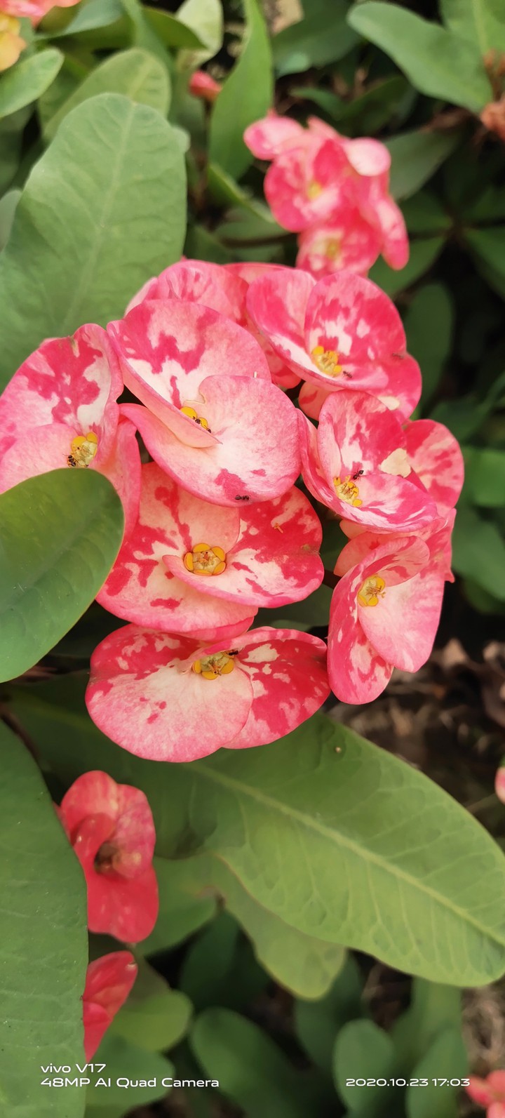 mixed colours