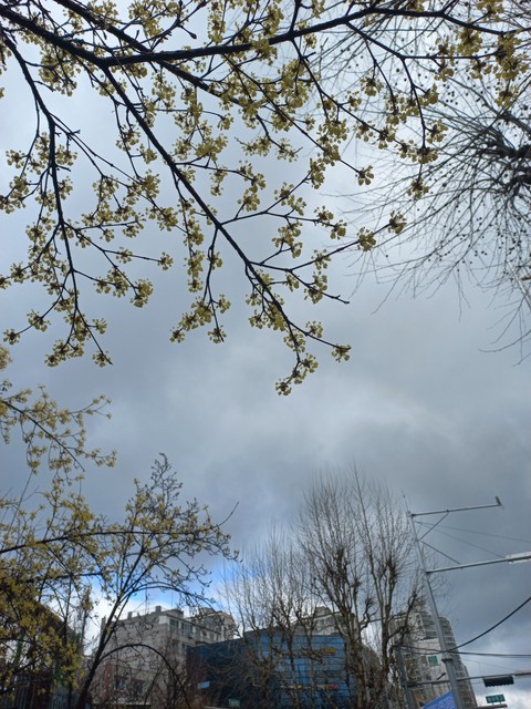 tree, twig duvar kağıtları