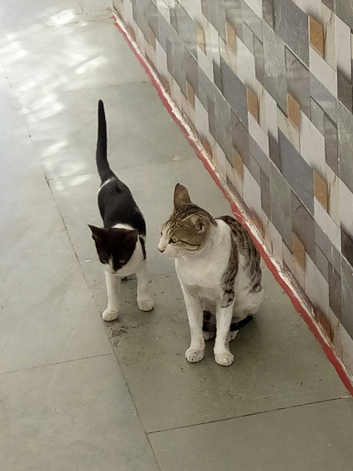catty