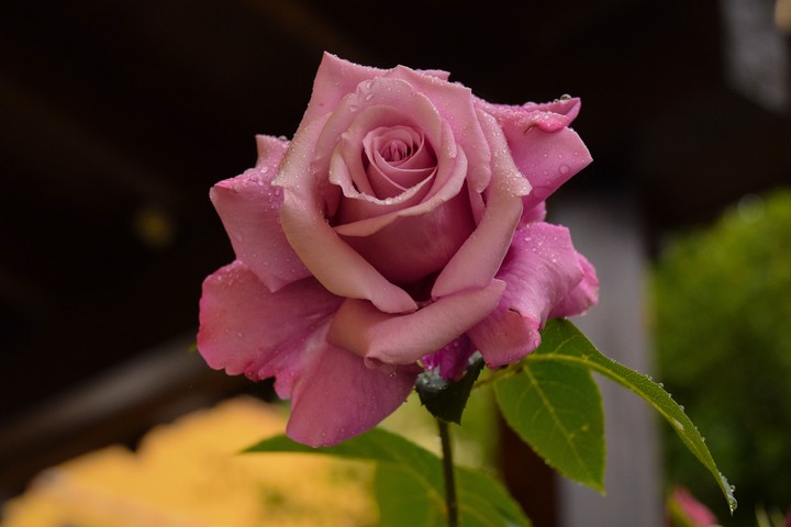 Rose