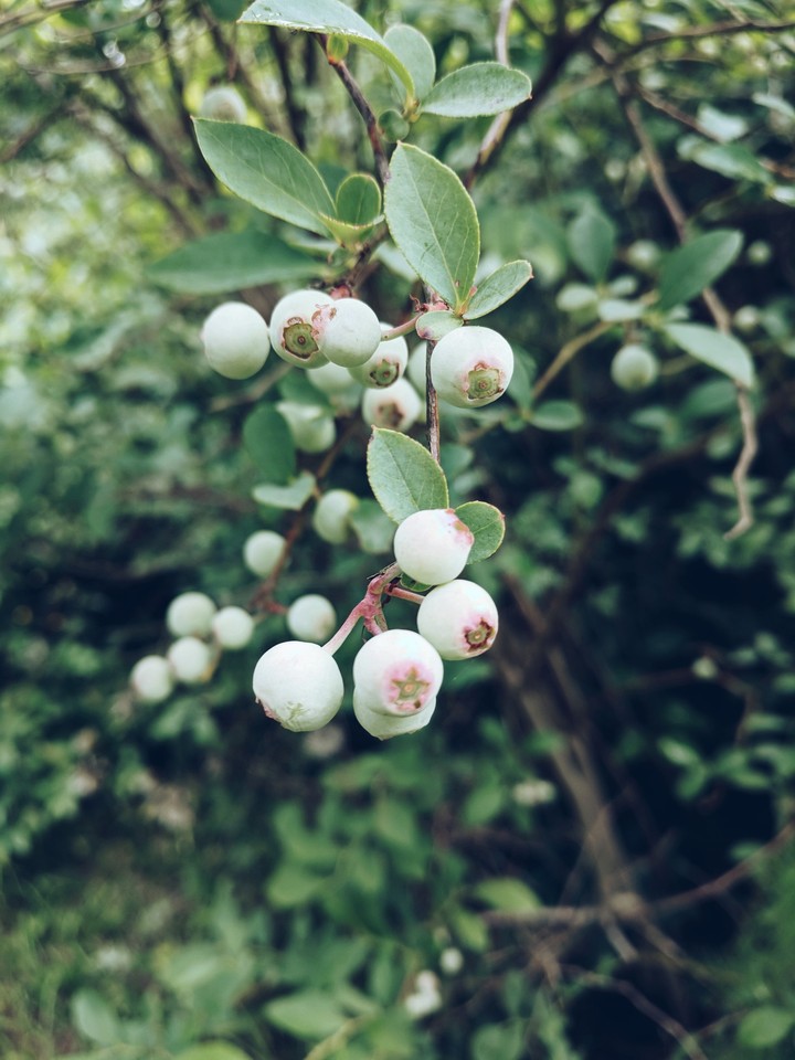 almost blue berries