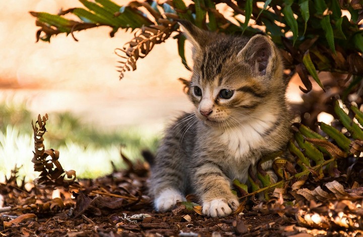 chat