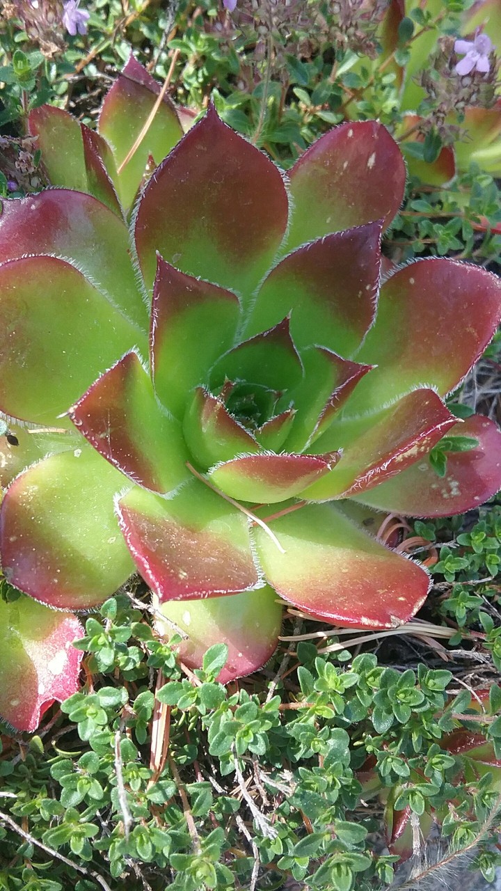 succulent