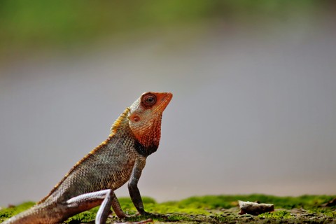 sfondi Chameleons, lizard