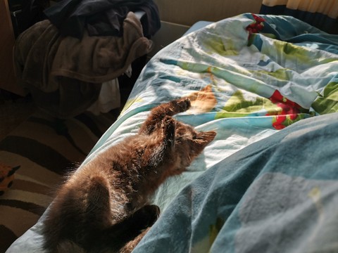 котёнка и лучи солнца