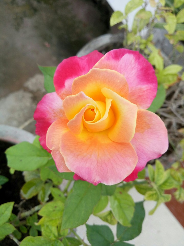 pink and yellow rose