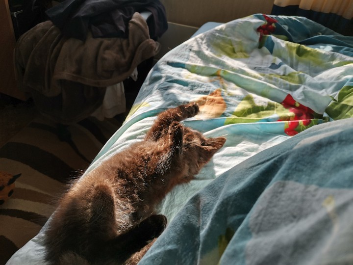 котёнка и лучи солнца