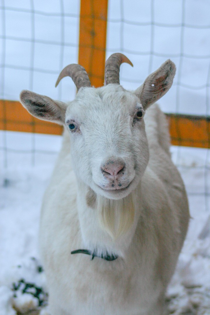 Goat